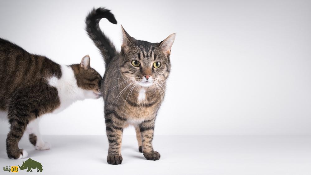 چرا سگ‌ها و گربه‌ها مقعد همدیگر را بو می‌کنند؟