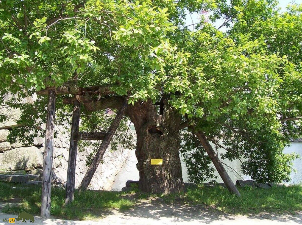 ۴۰ برابر داغ‌تر از خورشید؛ درختان شگفت‌انگیزی که از بمب اتمی در هیروشیما جان به در بردند!