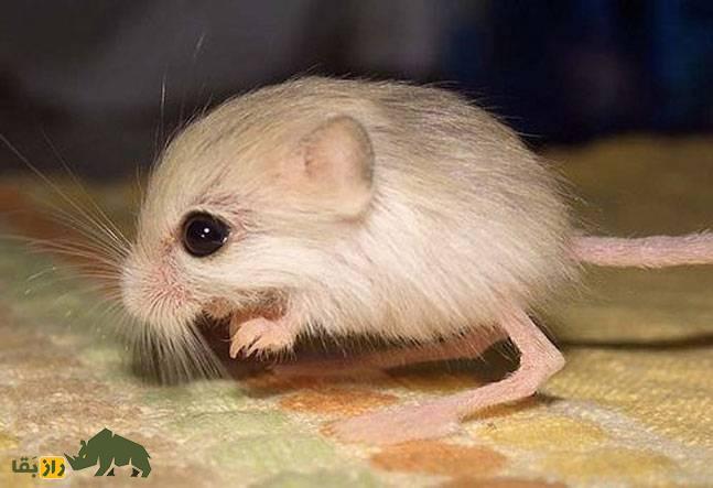 «موش دو پای بلوچستان»؛ کوچکترین کانگورو جهان که هرگز آب نمی‌خورد!