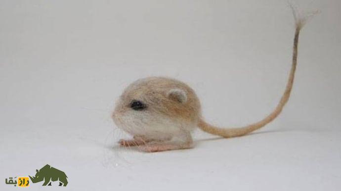 «موش دو پای بلوچستان»؛ کوچکترین کانگورو جهان که هرگز آب نمی‌خورد!