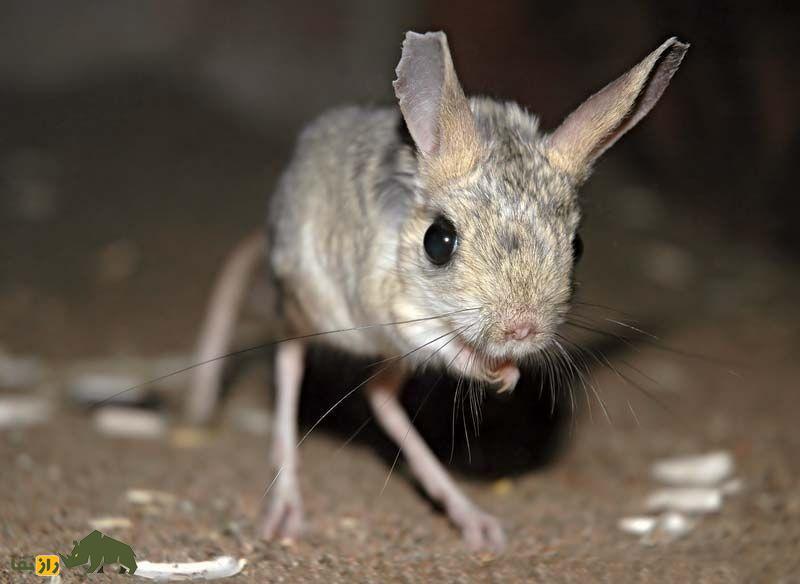 «موش دو پای بلوچستان»؛ کوچکترین کانگورو جهان که هرگز آب نمی‌خورد!