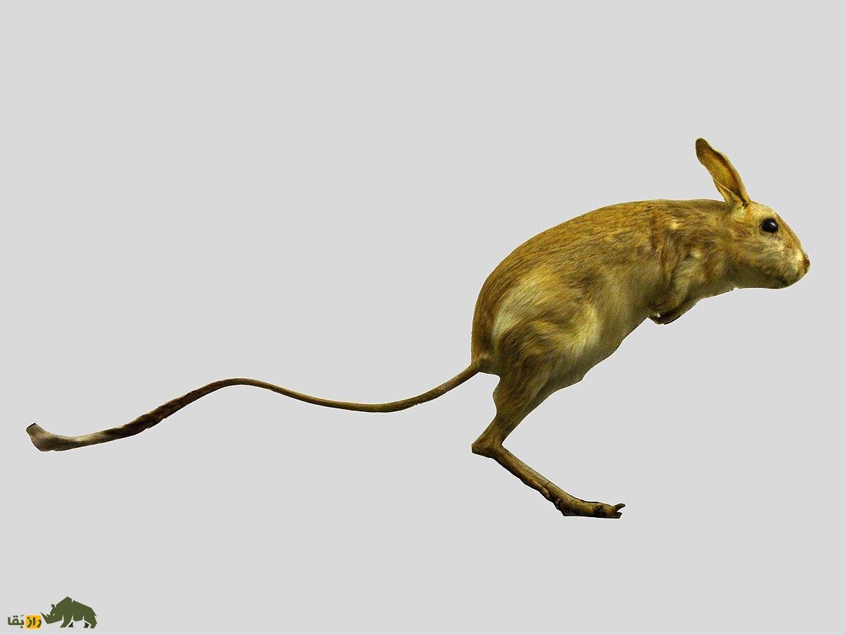 «موش دو پای بلوچستان»؛ کوچکترین کانگورو جهان که هرگز آب نمی‌خورد!