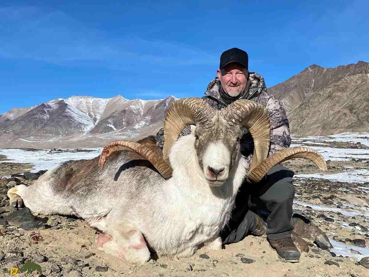 «گوسفند مارکوپولو»؛ گوسفند وحشی افغانستانی که آمریکایی‌ها برای کشتنش ۴۰ هزار دلار خرج می‌کنند!