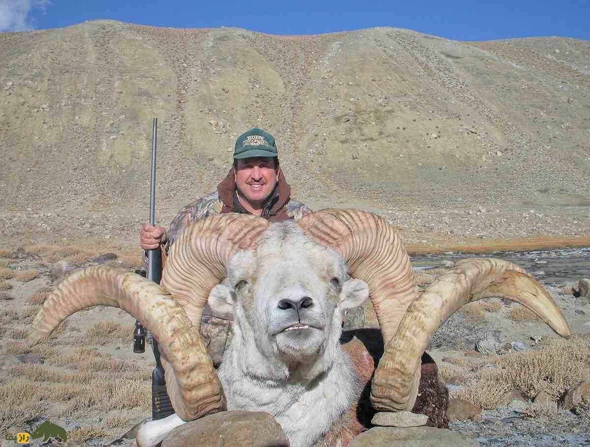 «گوسفند مارکوپولو»؛ گوسفند وحشی افغانستانی که آمریکایی‌ها برای کشتنش ۴۰ هزار دلار خرج می‌کنند!