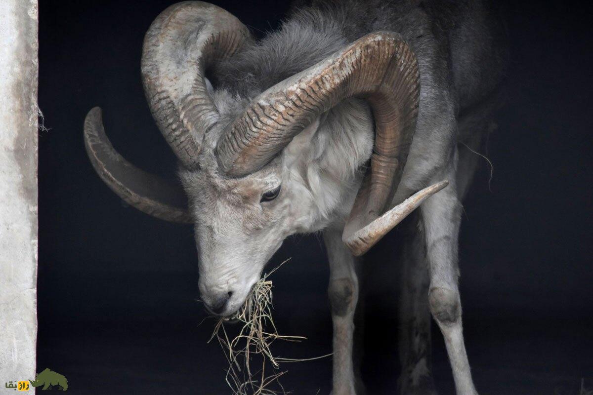 «گوسفند مارکوپولو»؛ گوسفند وحشی افغانستانی که آمریکایی‌ها برای کشتنش ۴۰ هزار دلار خرج می‌کنند!