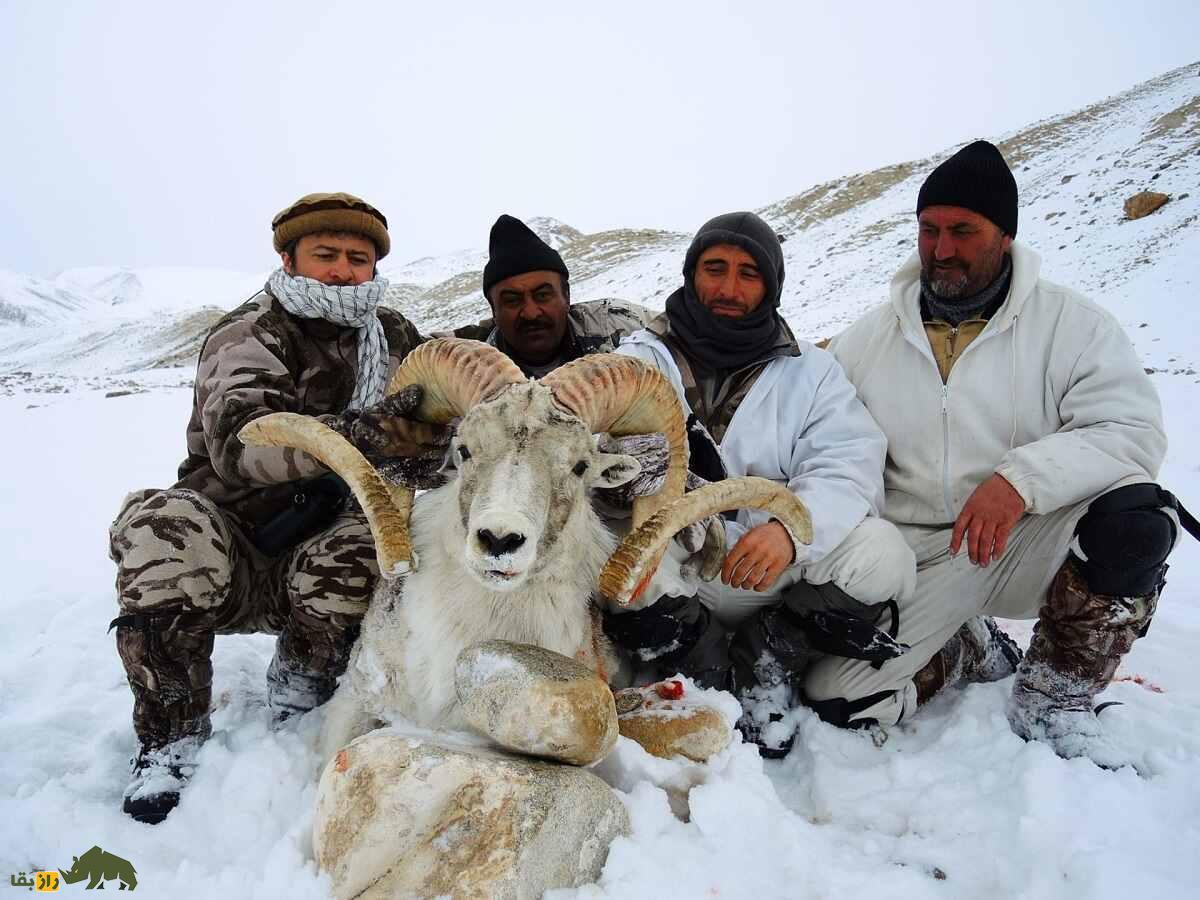 «گوسفند مارکوپولو»؛ گوسفند وحشی افغانستانی که آمریکایی‌ها برای کشتنش ۴۰ هزار دلار خرج می‌کنند!