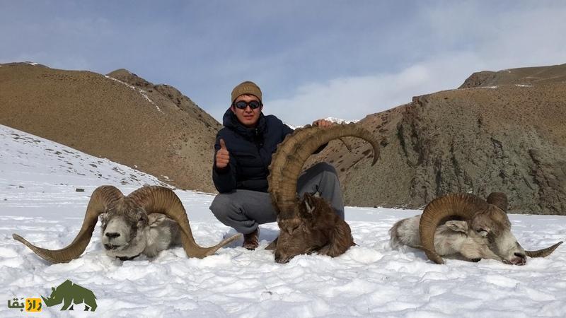 «گوسفند مارکوپولو»؛ گوسفند وحشی افغانستانی که آمریکایی‌ها برای کشتنش ۴۰ هزار دلار خرج می‌کنند!