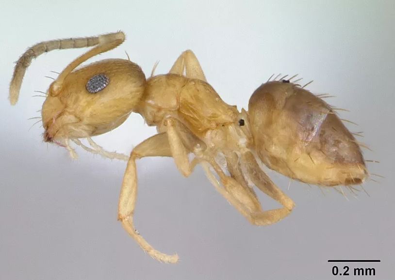 مورچه یا مورچه یا نهنگ؛ کدام یک به نسبت «مغزی بزرگ‌تر» دارد؛ ارتباط اندازه مغز با هوش در چیست؟ گ؛ کدام یک به نسبت «مغزی بزرگ‌تر» دارد؛ ارتباط اندازه مغز با هوش در چیست؟