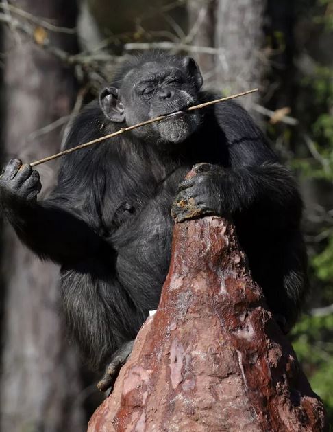 مورچه یا مورچه یا نهنگ؛ کدام یک به نسبت «مغزی بزرگ‌تر» دارد؛ ارتباط اندازه مغز با هوش در چیست؟ گ؛ کدام یک به نسبت «مغزی بزرگ‌تر» دارد؛ ارتباط اندازه مغز با هوش در چیست؟