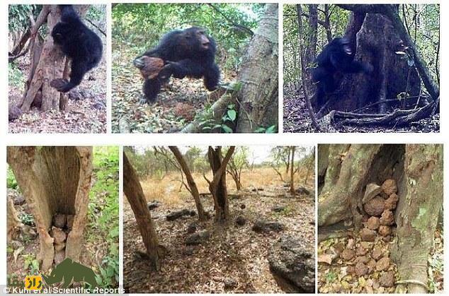 شرکت شامپانزه‌ها در یک مراسم عجیب؛ آیا آنها یک مکان مقدس دارند؟