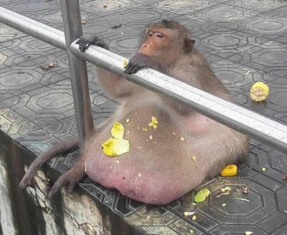 عکس| گودزیلای تایلندی بر اثر چاقی مرد عکس| گودزیلای تایلندی بر اثر چاقی مرد