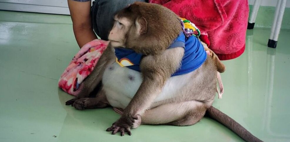 عکس| گودزیلای تایلندی بر اثر چاقی مرد عکس| گودزیلای تایلندی بر اثر چاقی مرد