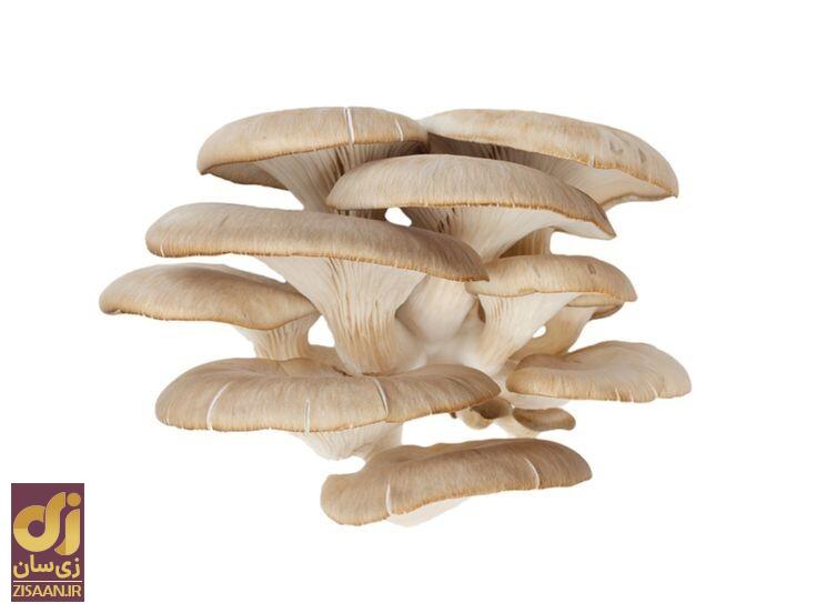 خواص قارچ برای سلامتی خواص قارچ برای سلامتی