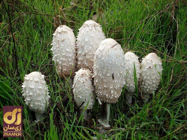 خواص قارچ برای سلامتی خواص قارچ برای سلامتی