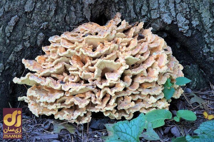 خواص قارچ برای سلامتی خواص قارچ برای سلامتی