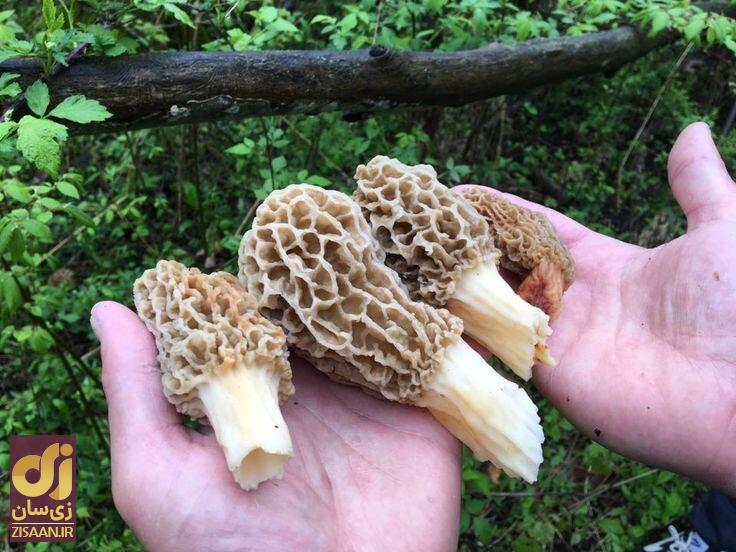 خواص قارچ برای سلامتی خواص قارچ برای سلامتی