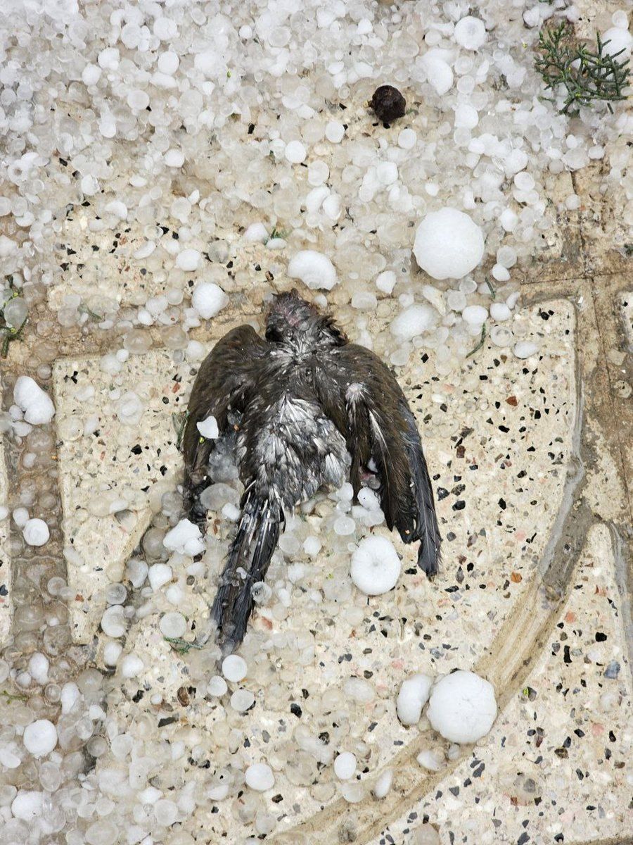 عکس| تصویر جان‌باختن پرندگان بر اثر تگرگ مشهد