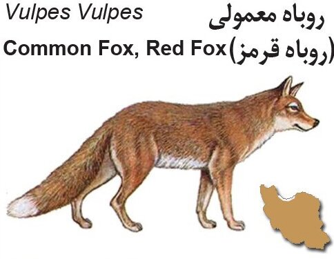 یک بار برای همیشه تفاوت گرگ، شغال و روباه را با رسم شکل یاد بگیرید