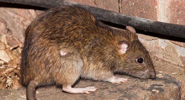 دعای دفع حشرات [مفید برای ازبین بردن مورچه، ملخ، موش و…]