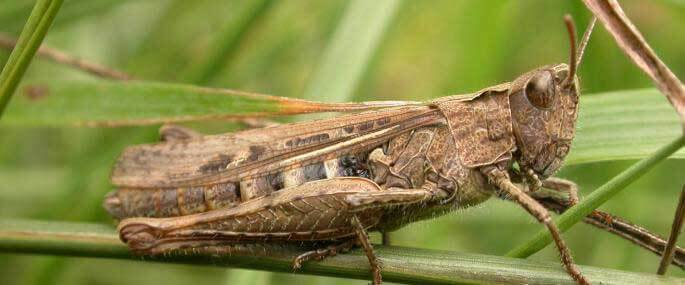 دعای دفع حشرات [مفید برای ازبین بردن مورچه، ملخ، موش و…]