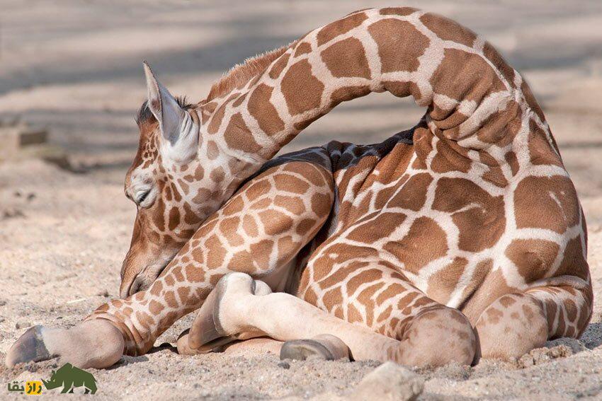 عادت عجیب زرافه‌ها در خوابیدن؛ زرافه چطور می‌خوابد؟