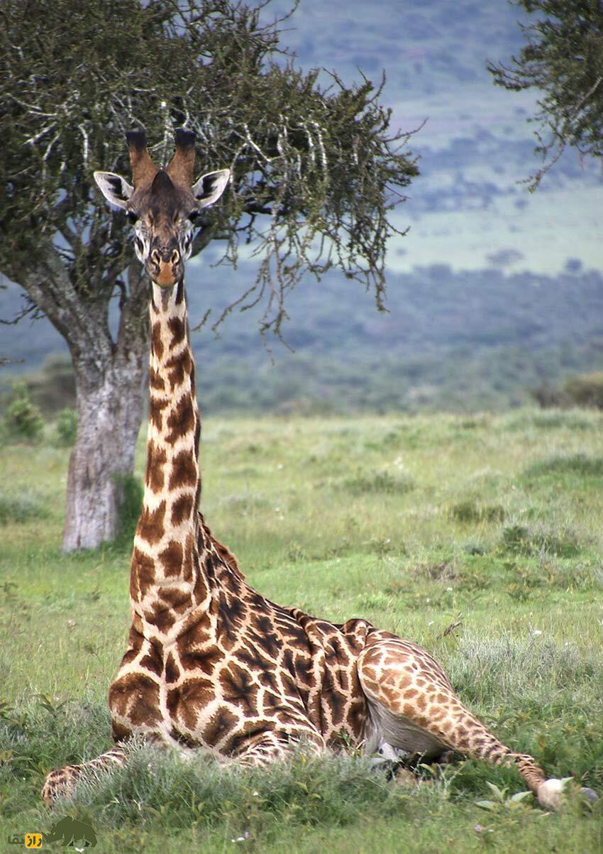 عادت عجیب زرافه‌ها در خوابیدن؛ زرافه چطور می‌خوابد؟