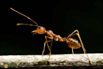 آیا مورچه‌ها صدا دارند و چرا صدای مورچه‌ها را نمی‌شنویم؟