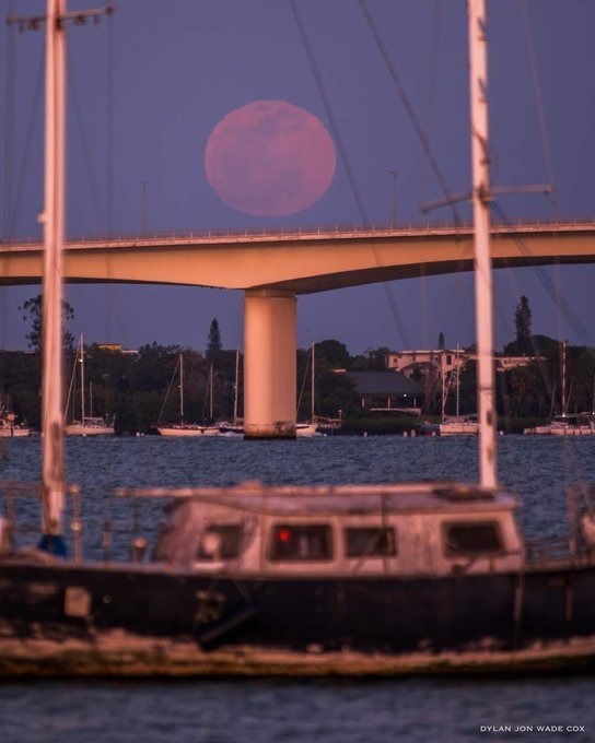 تصاویری زیبا و خیره‌کننده از «ماه صورتی» در سراسر جهان + تصاویر