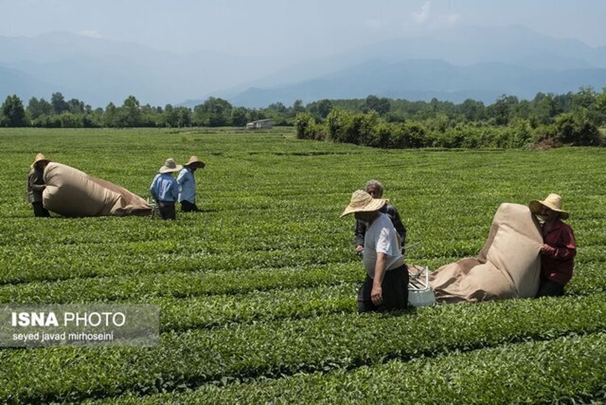 آخرین وضعیت پرداخت مطالبات چایکاران/ آغاز چین بهاره از روزهای آینده