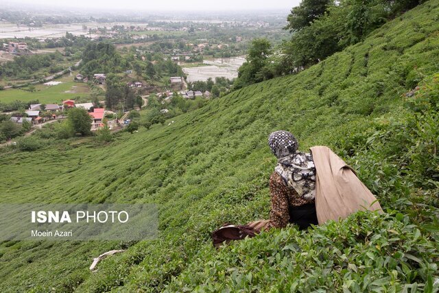 آخرین وضعیت پرداخت مطالبات چایکاران/ آغاز چین بهاره از روزهای آینده