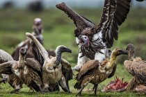 (عکس) لاشخورهایی که آن‌قدر مست کرده‌اند که توان پرواز ندارند!