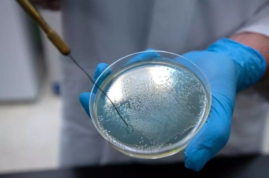 باکتری خونآشام؛ کشف جدید دانشمندان باکتری خونآشام؛ کشف جدید دانشمندان