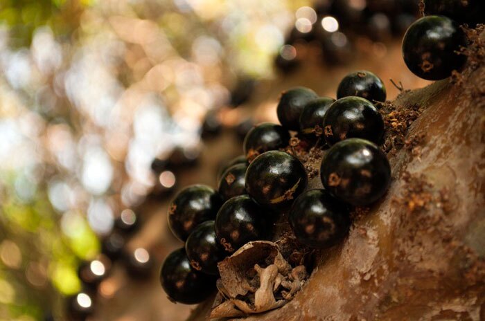 جابوتیکابا؛ این انگور عجیب ضدچاقی است!