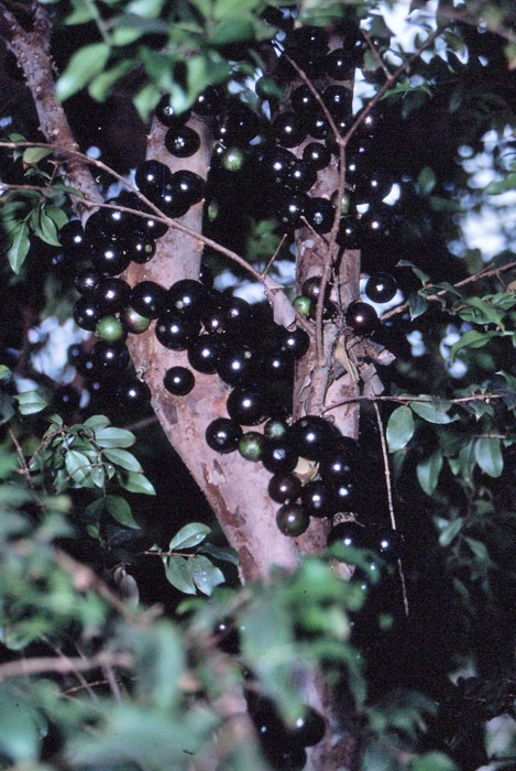 جابوتیکابا؛ این انگور عجیب ضدچاقی است!