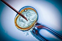 هزینه اهدای تخمک ۱۷ تا ۲۰ میلیون تومان | اهدای تخمک ممنوع شد؟