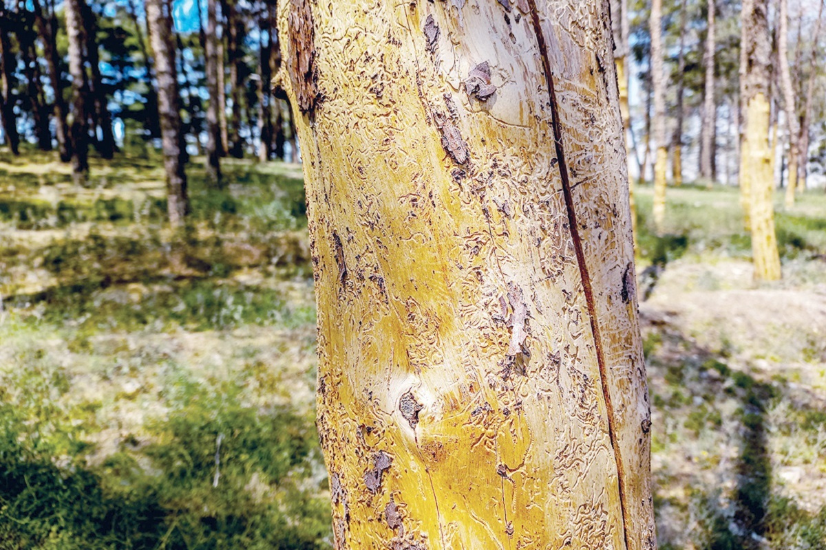 چیتگر خشک شد؟!