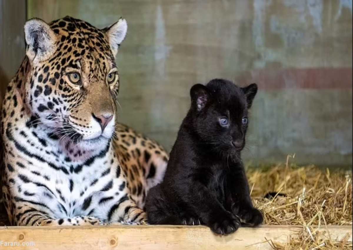 ویدئو| تولد اولین جگوار سیاه در ایران ویدئو| تولد اولین جگوار سیاه در ایران