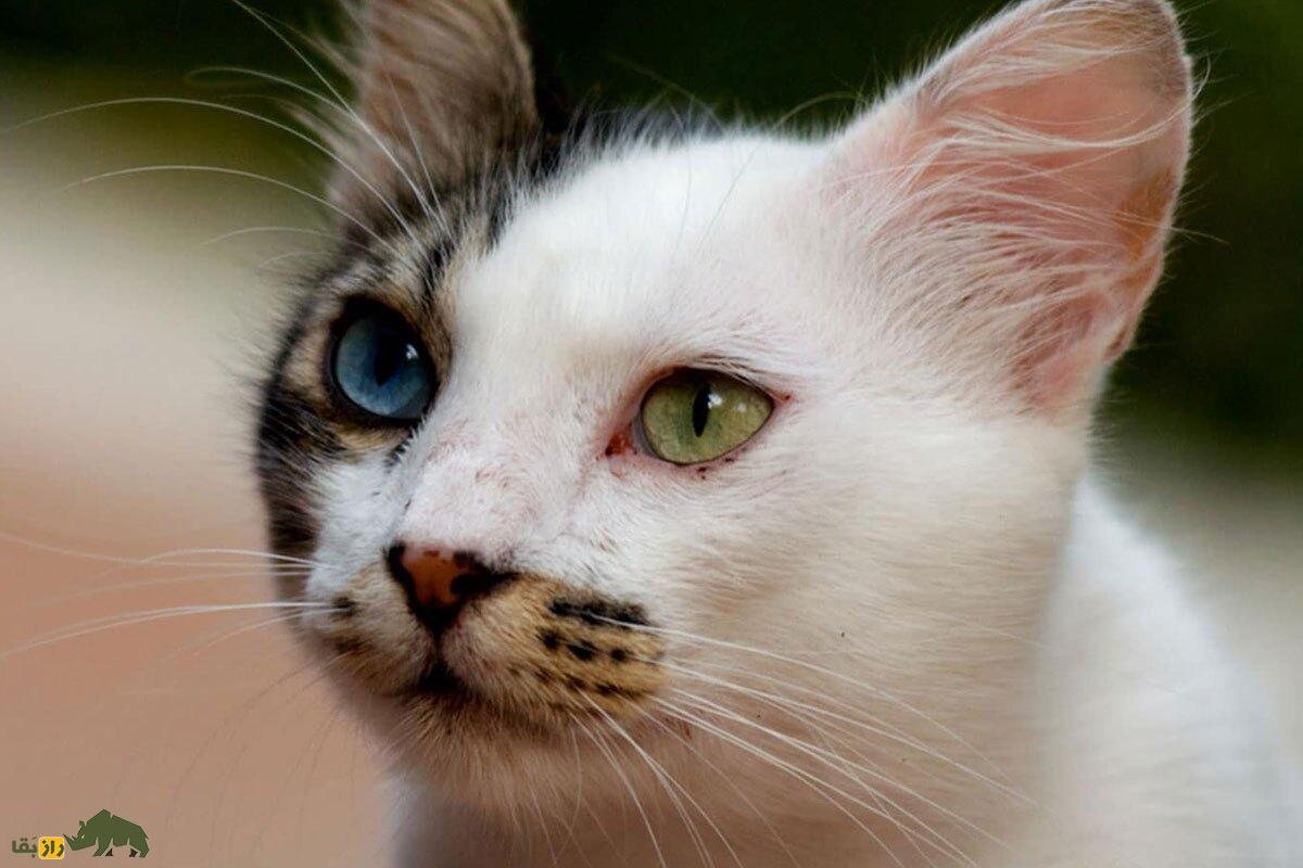 «گربه وان»؛ عجیب‌ترین و زیباترین گربه جهان که فقط در شهر وان ترکیه وجود دارد!