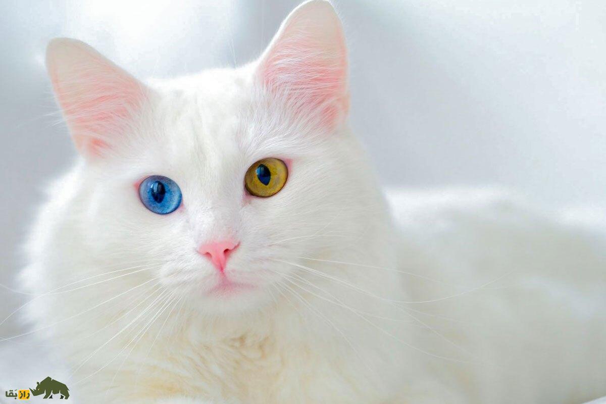«گربه وان»؛ عجیب‌ترین و زیباترین گربه جهان که فقط در شهر وان ترکیه وجود دارد!