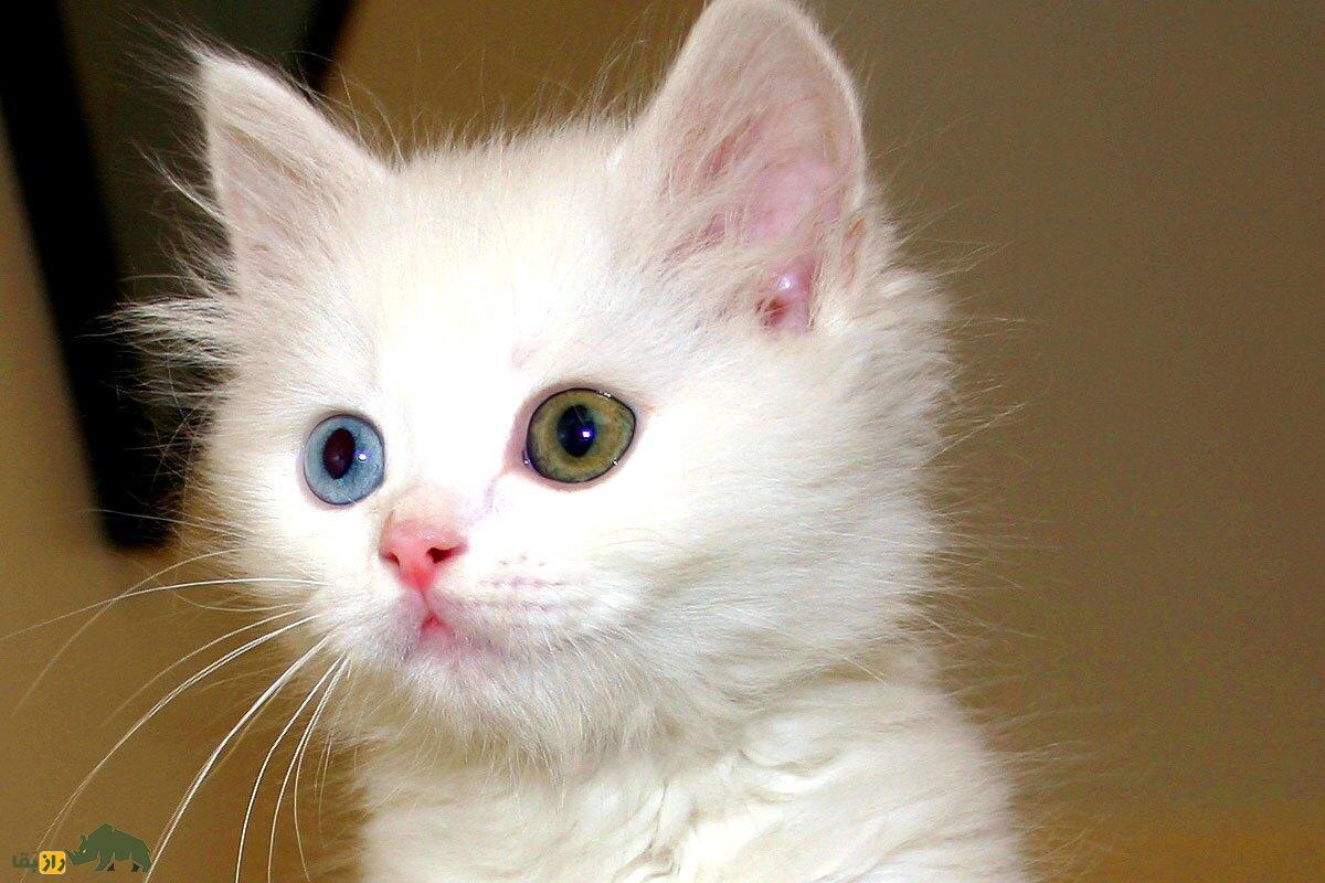 «گربه وان»؛ عجیب‌ترین و زیباترین گربه جهان که فقط در شهر وان ترکیه وجود دارد!