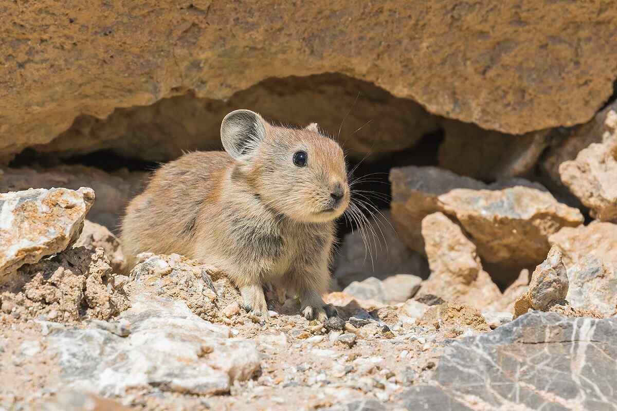 «پیکای» افغانستان؛ خرگوشی که ساکن ایران است و ۱۱ بچه به دنیا می‌آورد