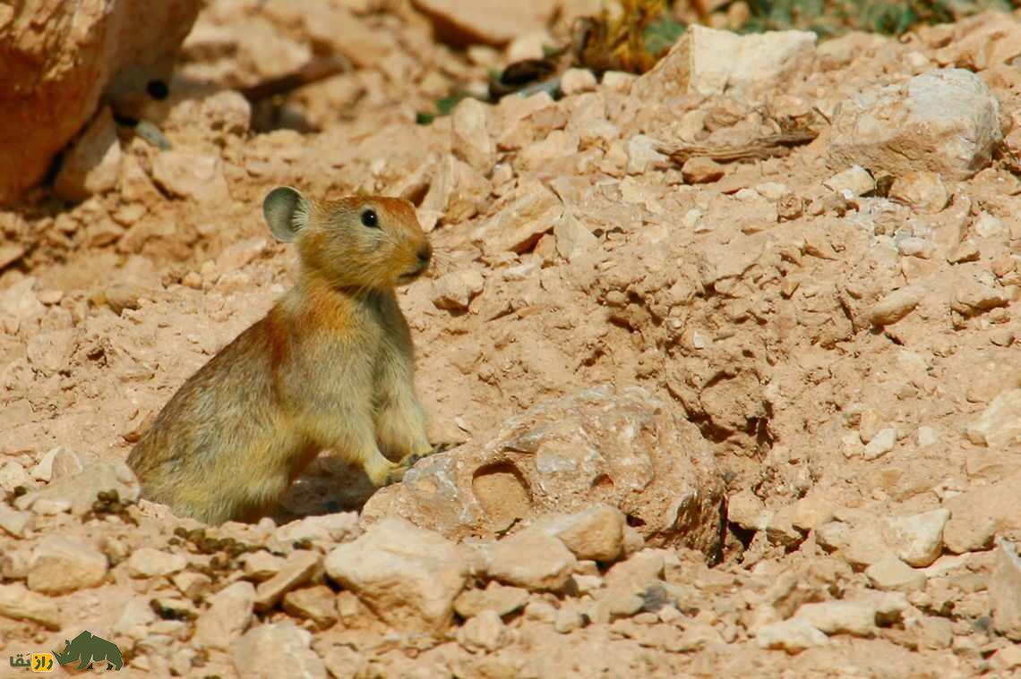 «پیکای» افغانستان؛ خرگوشی که ساکن ایران است و ۱۱ بچه به دنیا می‌آورد