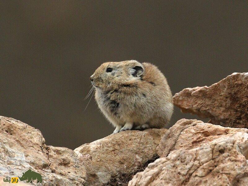 «پیکای» افغانستان؛ خرگوشی که ساکن ایران است و ۱۱ بچه به دنیا می‌آورد