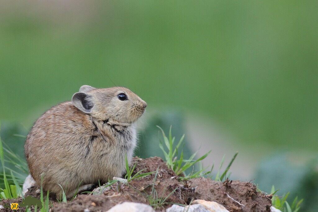 «پیکای» افغانستان؛ خرگوشی که ساکن ایران است و ۱۱ بچه به دنیا می‌آورد