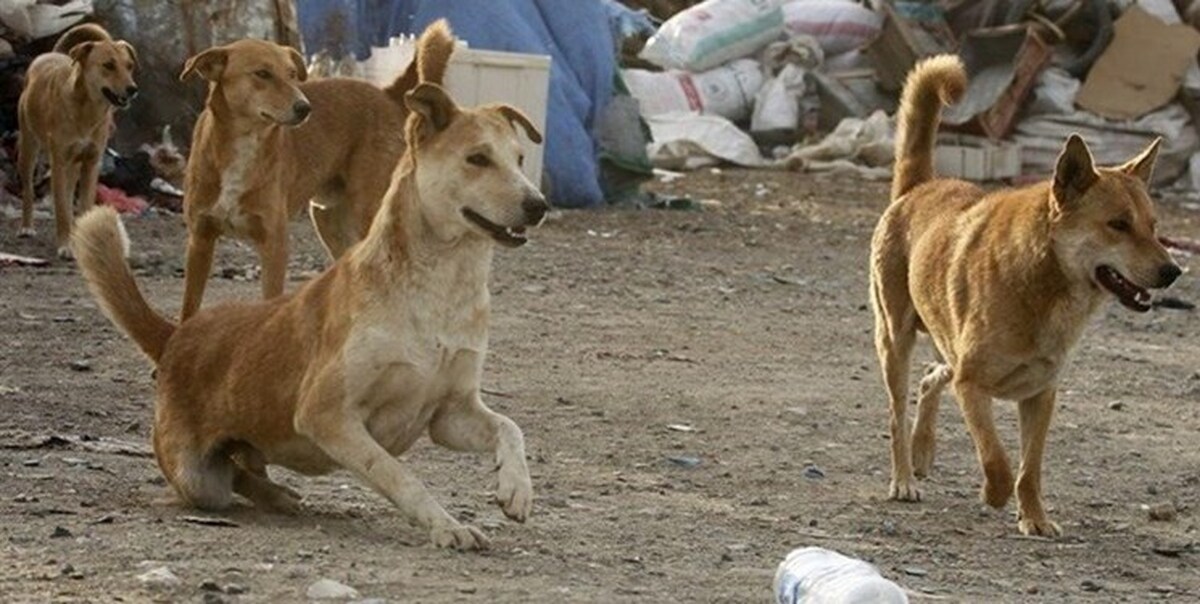 حمله سگ‌های ولگرد به جان کودک ۵ ساله