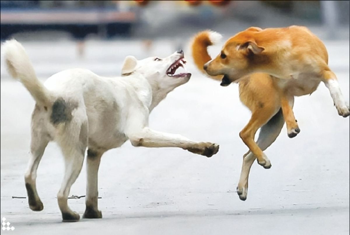 پادشاهی سگ‌های ولگرد در شهر‌های بدون صاحب! | تاخت و تاز سگ‌های ولگرد و تهدید جان کودکان معصوم