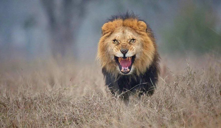 عکس| تصویری هولناک از شیر عصبانی قبل از حمله به عکاس!