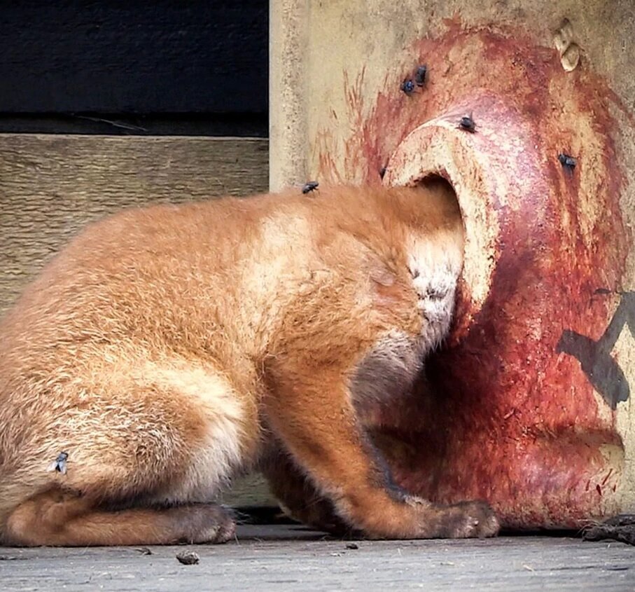 عکس| نجات توله‌روباه از حفره سینک ظرفشویی