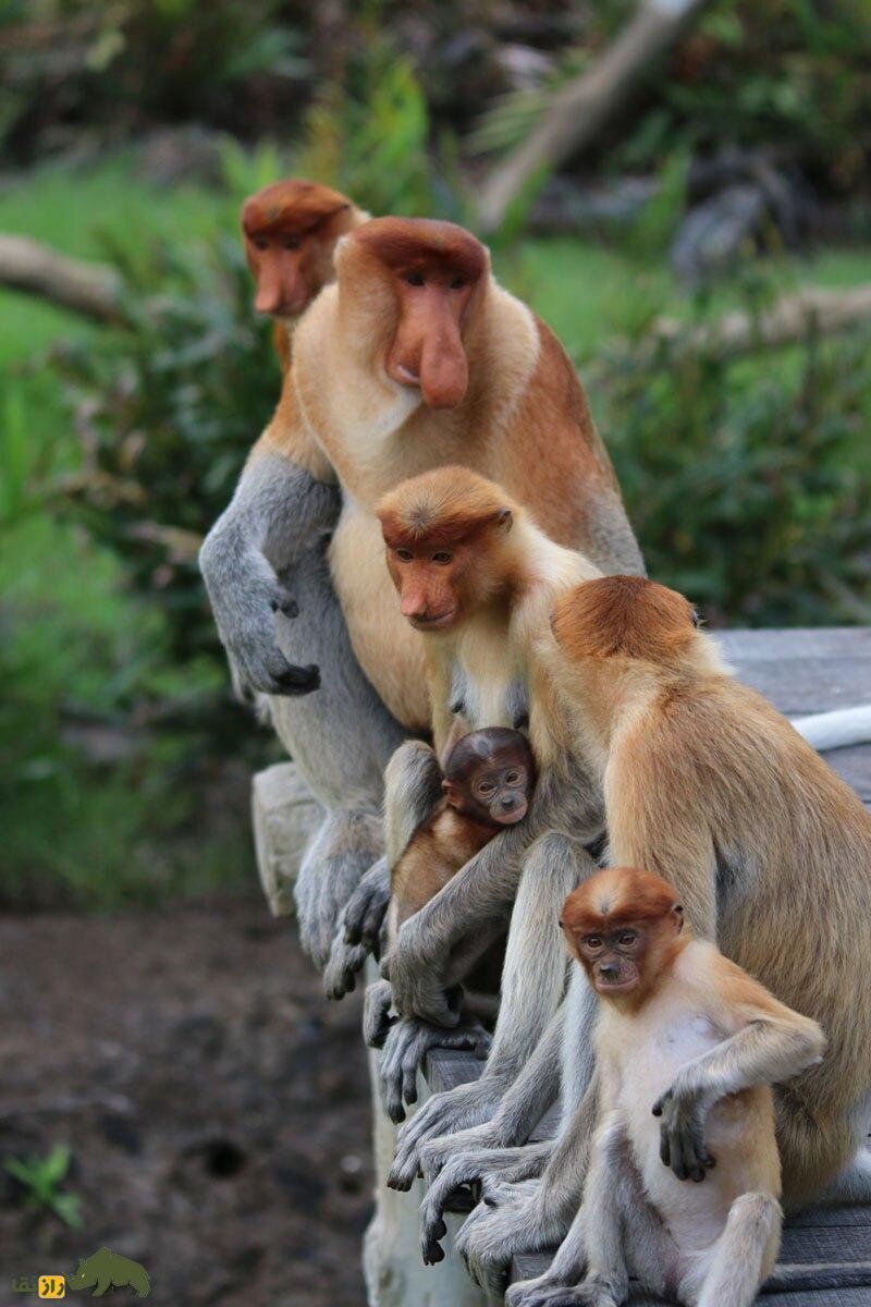 کاربرد عجیب زشت‌ترین دماغ جهان؛ بینی میمون‌های پروبوسیس ابزار جذابیت جنسی آنهاست!