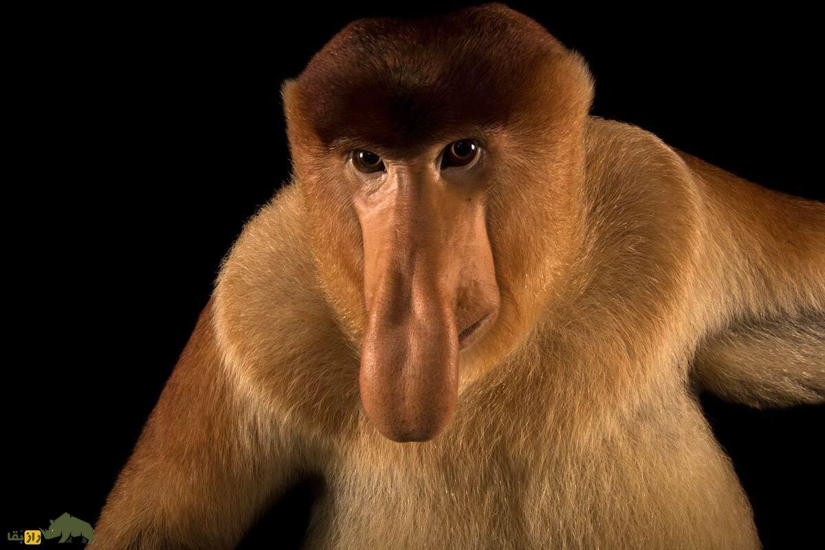 کاربرد عجیب زشت‌ترین دماغ جهان؛ بینی میمون‌های پروبوسیس ابزار جذابیت جنسی آنهاست!